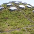 California Academy of Science – Living Roof